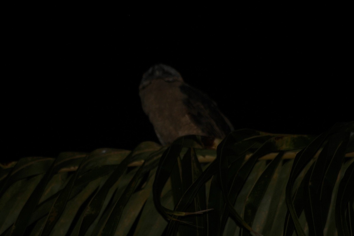 Ashy-faced Owl - Thad Roller