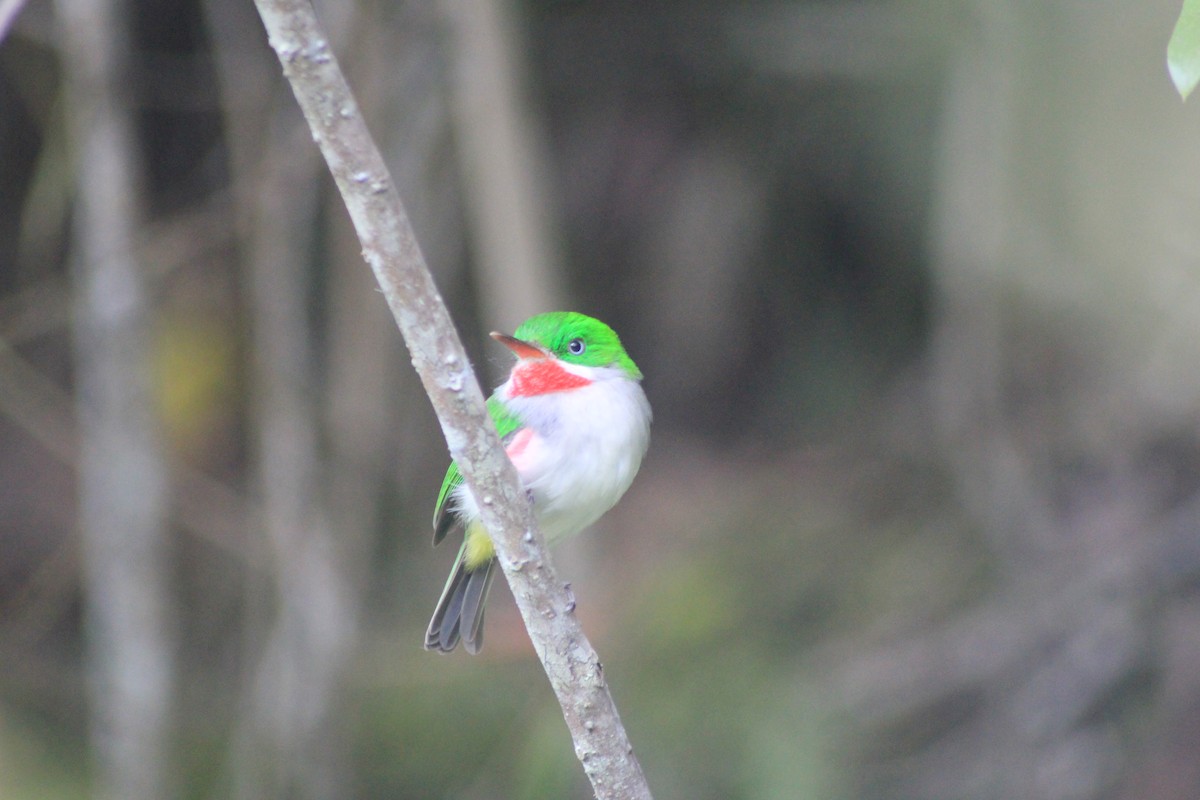 Narrow-billed Tody - Thad Roller