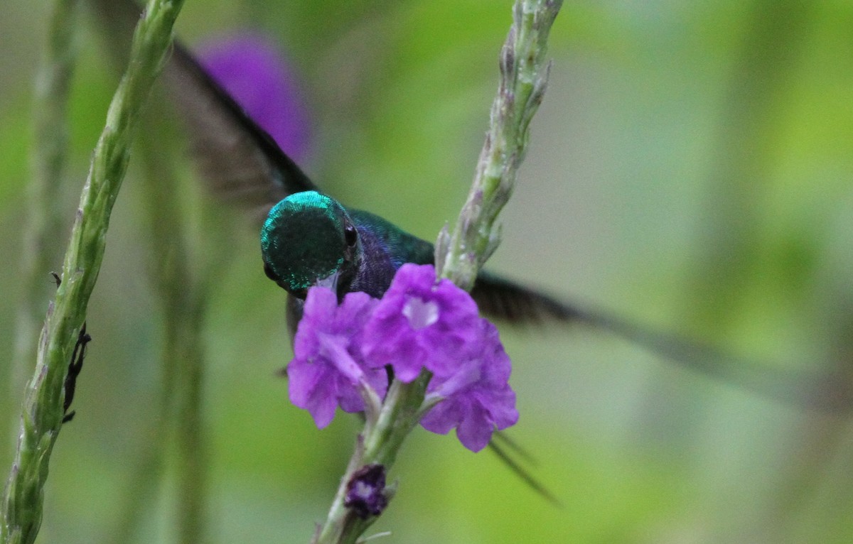 Charming Hummingbird - ML106364591