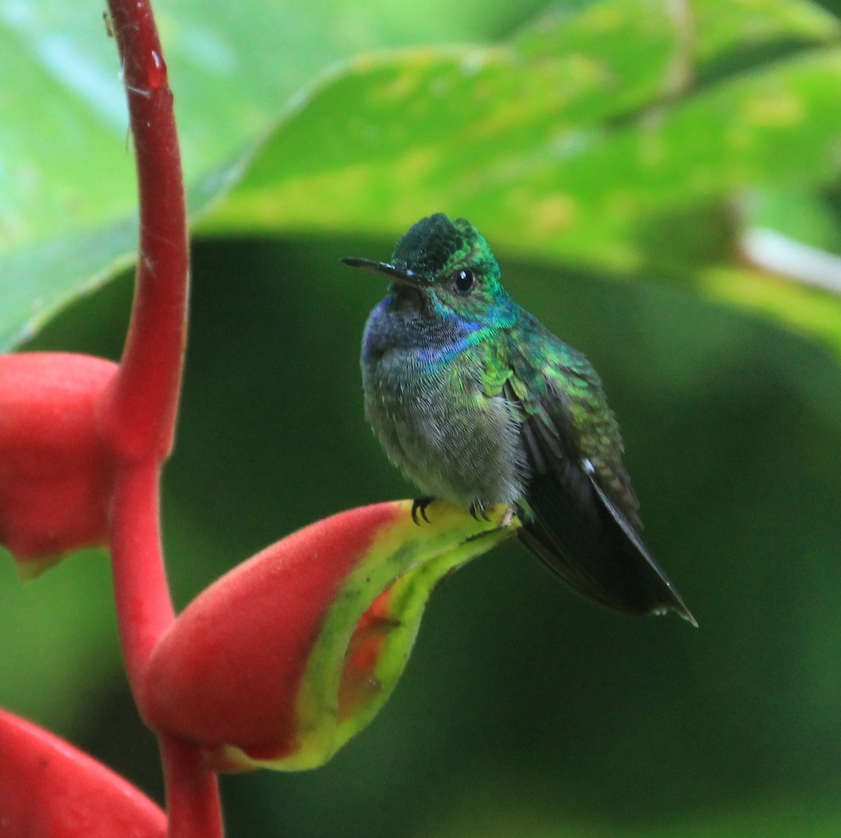 Charming Hummingbird - ML106364761