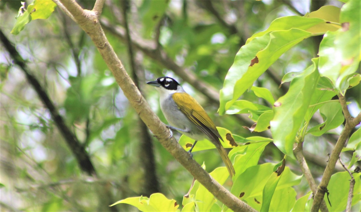 Black-crowned Palm-Tanager - ML106364801