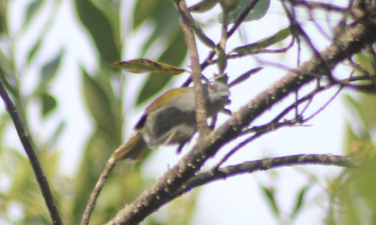 Green-tailed Warbler - Thad Roller