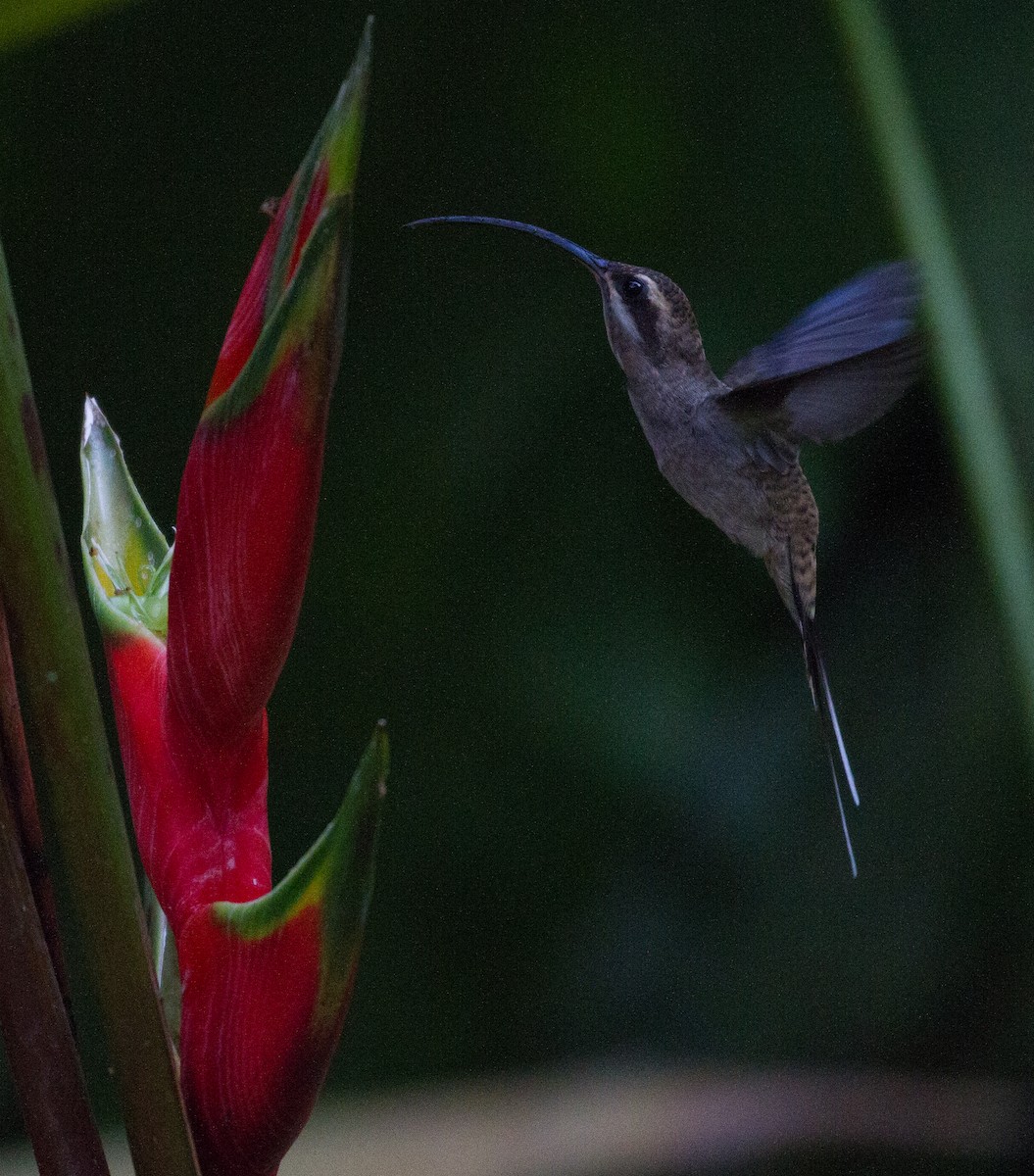 kolibřík tmavolící - ML106365081