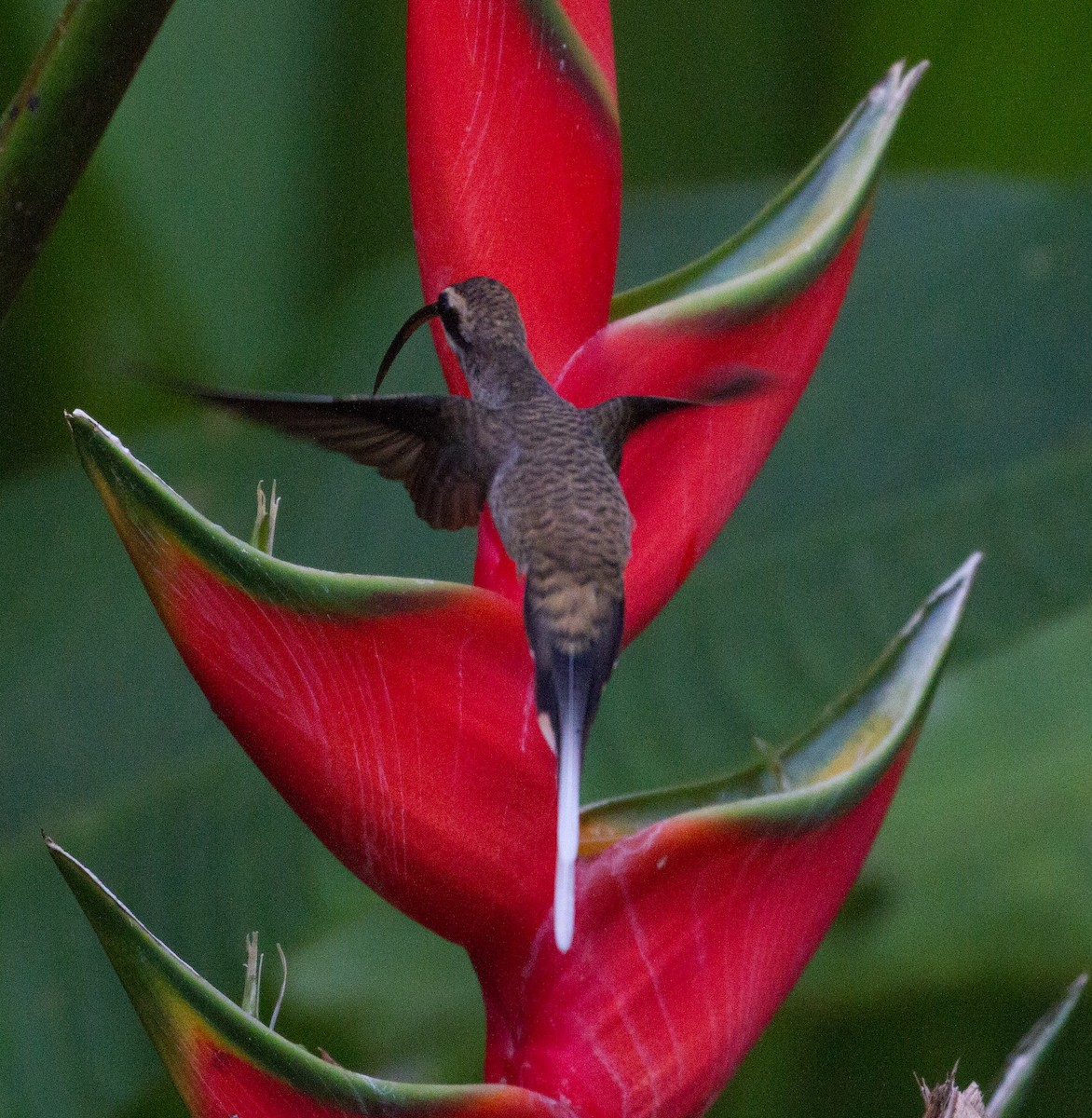 kolibřík tmavolící - ML106365241