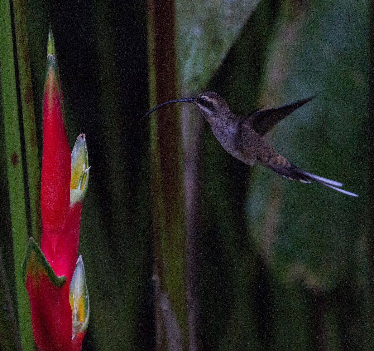kolibřík tmavolící - ML106365351