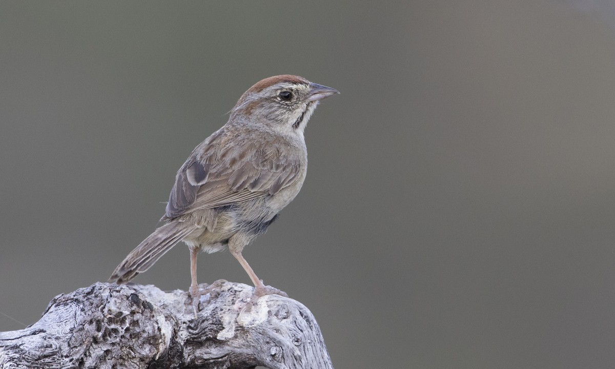 Rufous-crowned Sparrow - Brian Sullivan