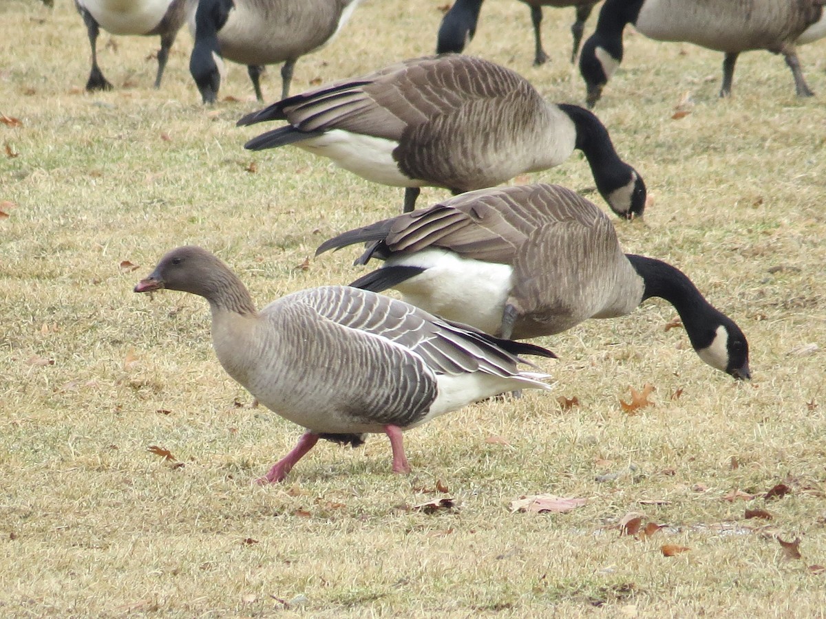 Pink-footed Goose - David Benvent