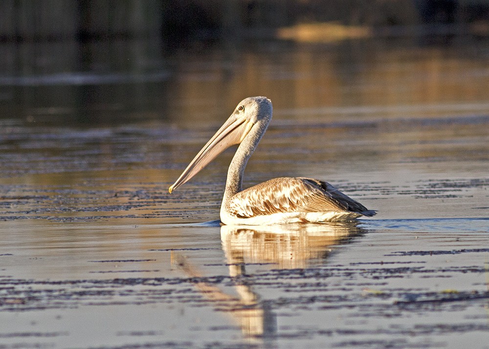 Pink-backed Pelican - ML106367771
