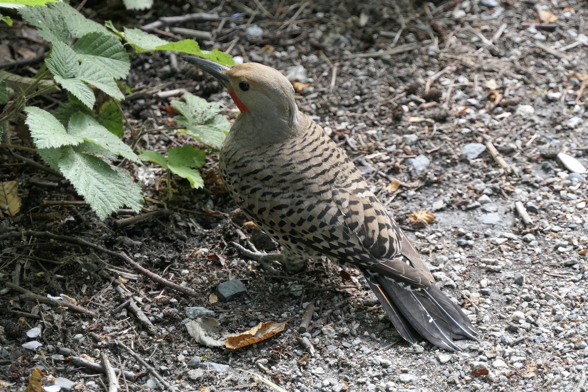 Northern Flicker (Red-shafted) - ML106368111