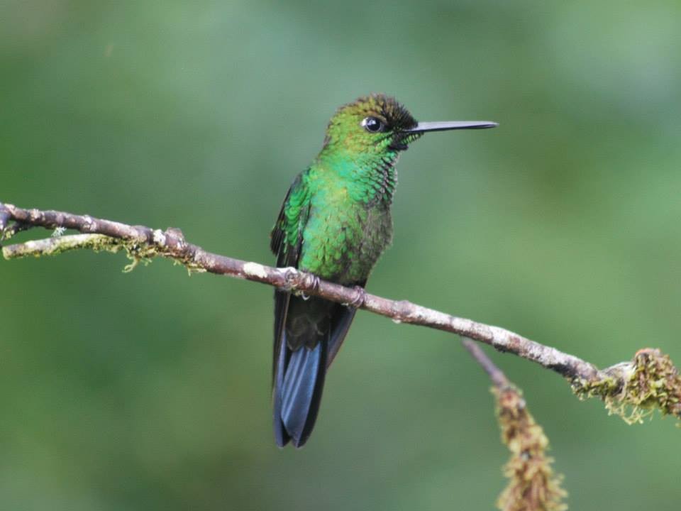 Green-crowned Brilliant - ML106368991