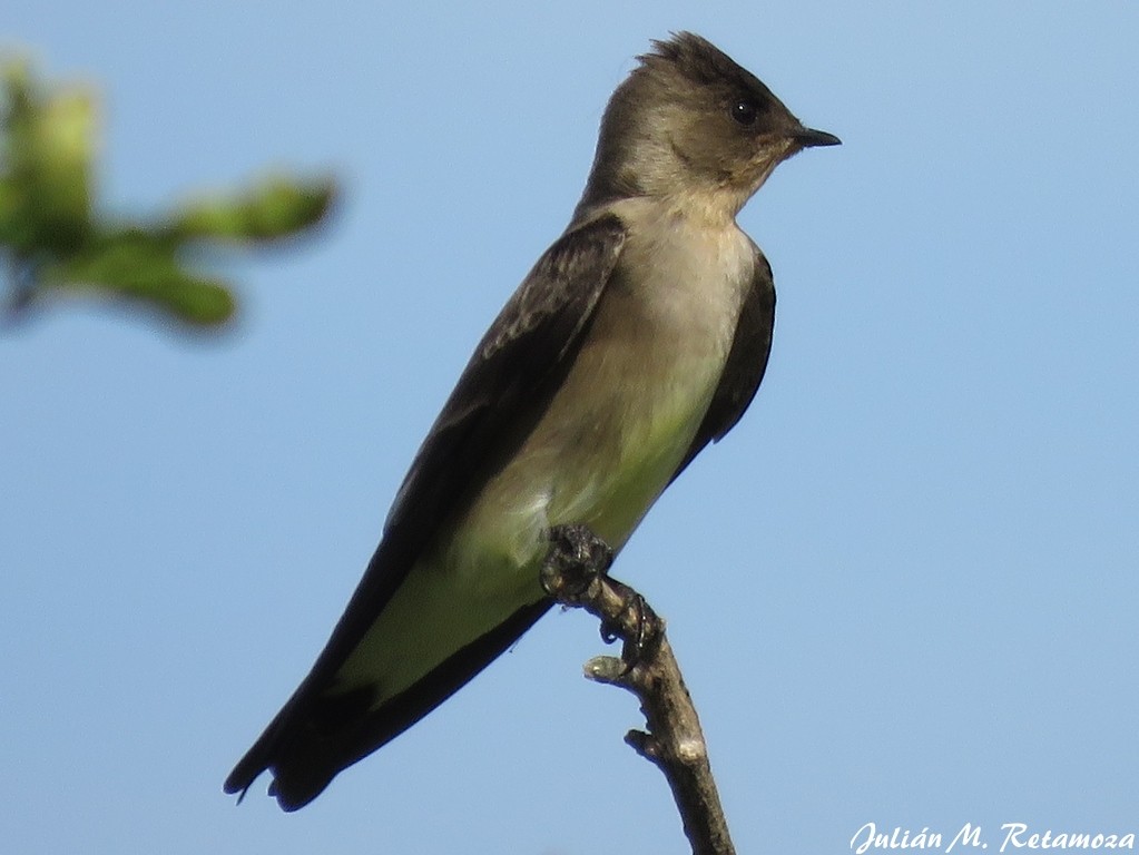 Southern Rough-winged Swallow - ML106369511