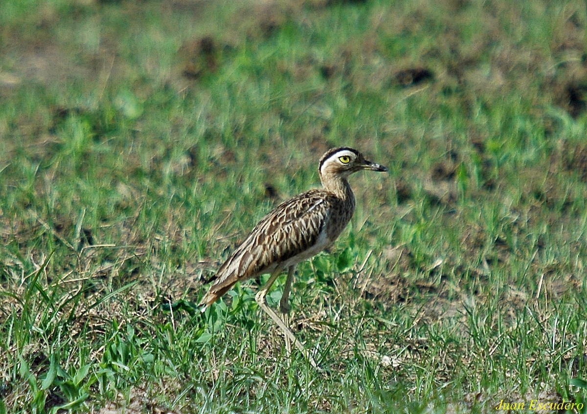 Double-striped Thick-knee - ML106375151