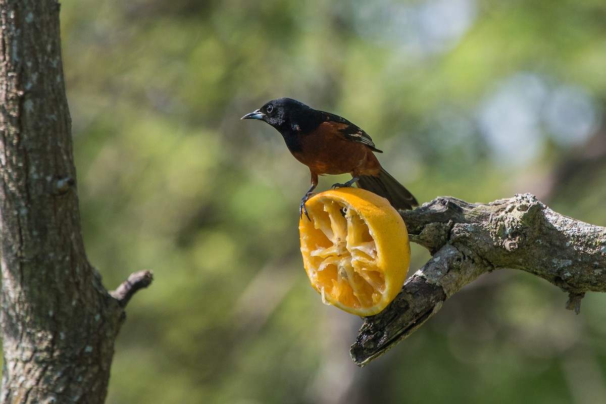 Orchard Oriole - ML106375291