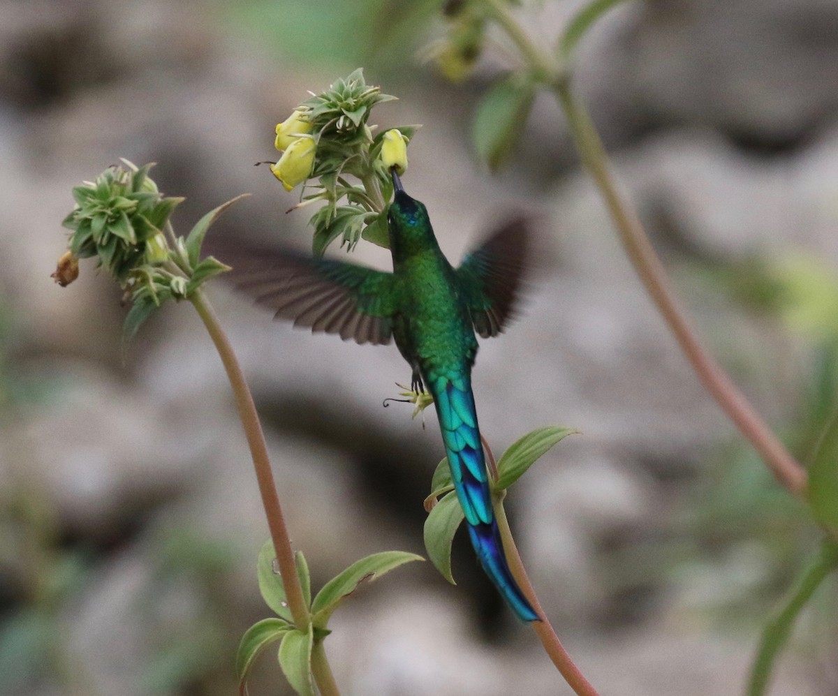 Long-tailed Sylph - Sandy Vorpahl