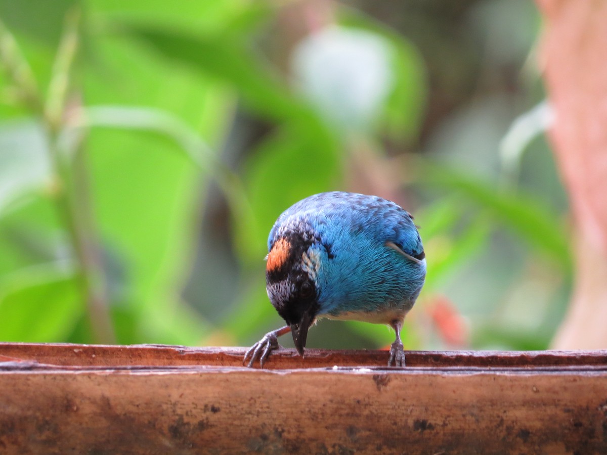 Golden-naped Tanager - ML106377011