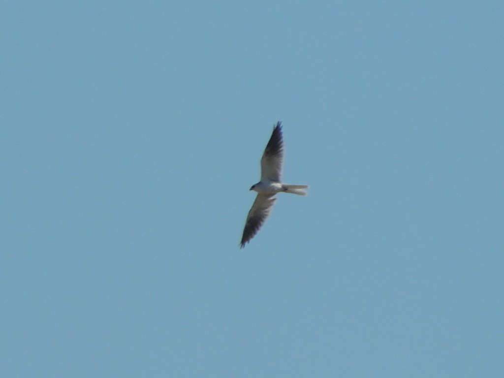White-tailed Kite - ML106377071