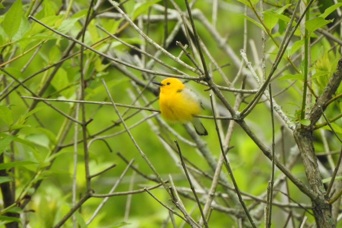 Prothonotary Warbler - ML106378301