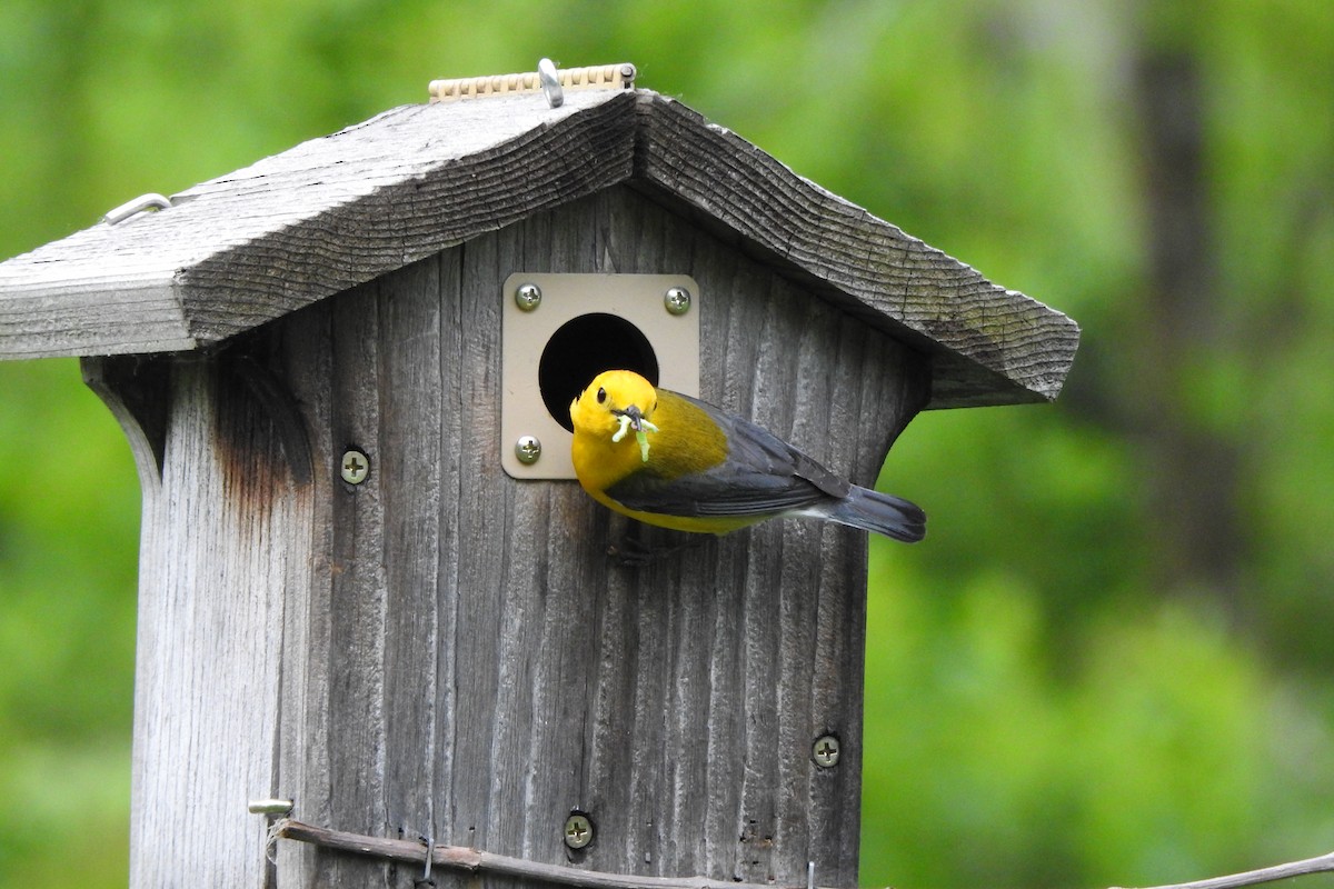 Prothonotary Warbler - ML106378311