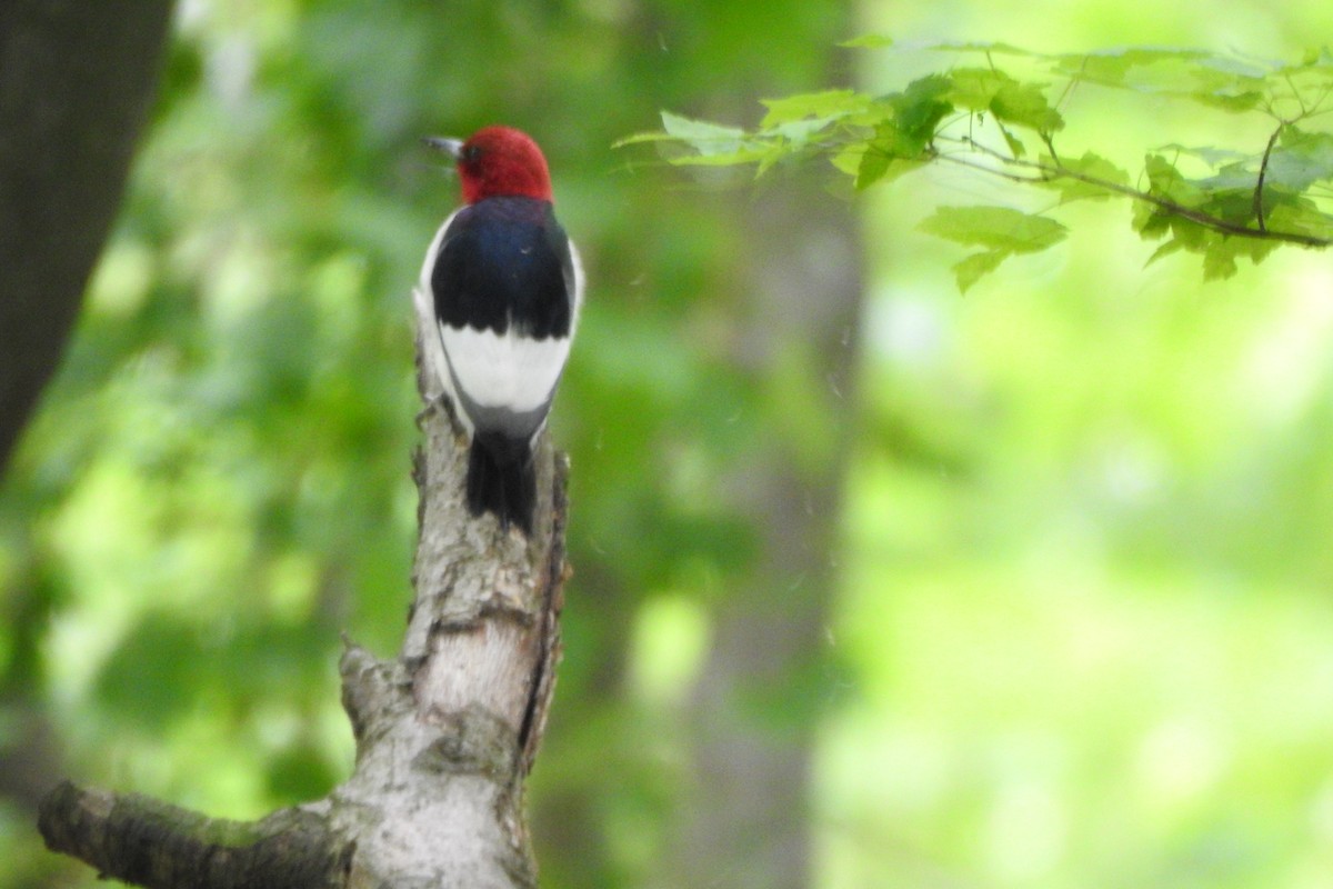 Red-headed Woodpecker - Tina Rosier