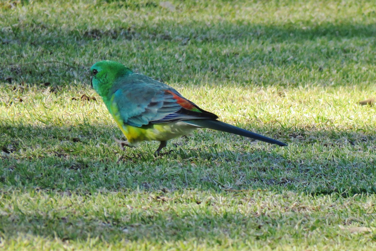 Red-rumped Parrot - Alison Turner