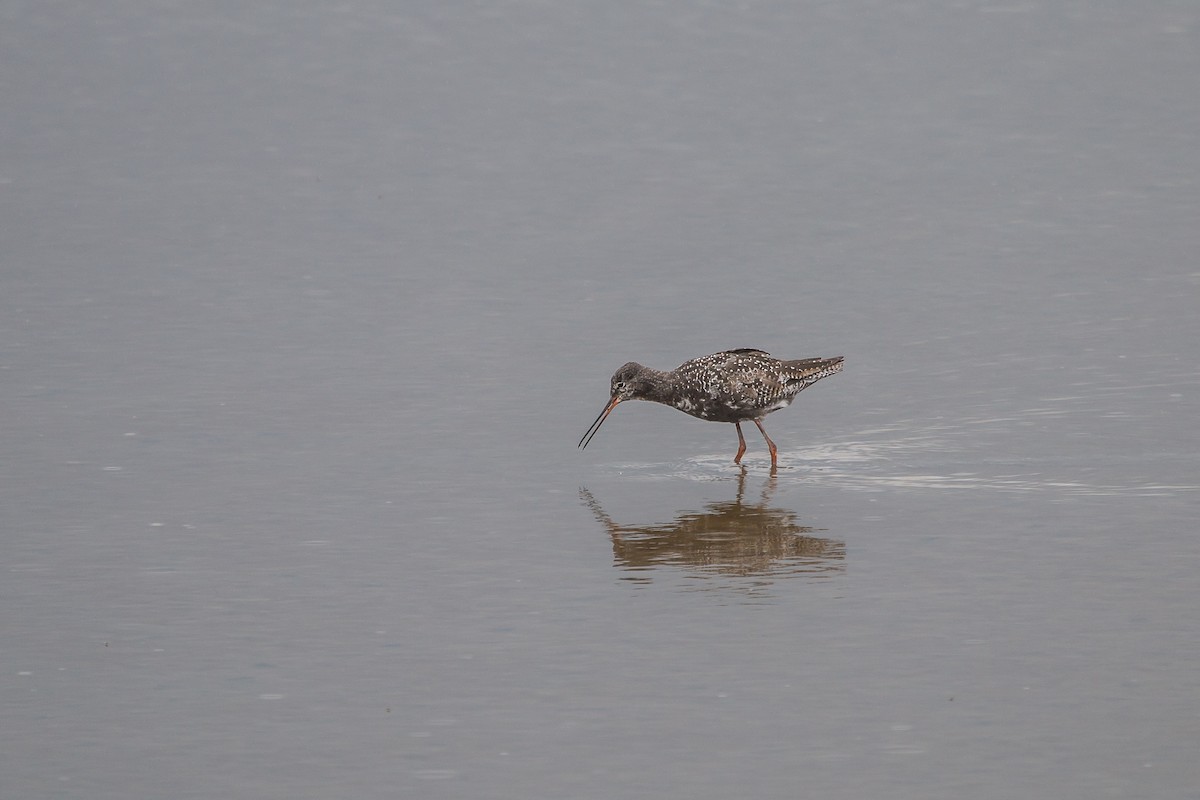 Spotted Redshank - ML106384651