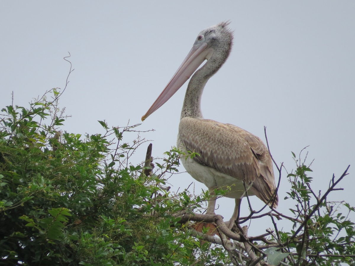 Spot-billed Pelican - Manjunath R S