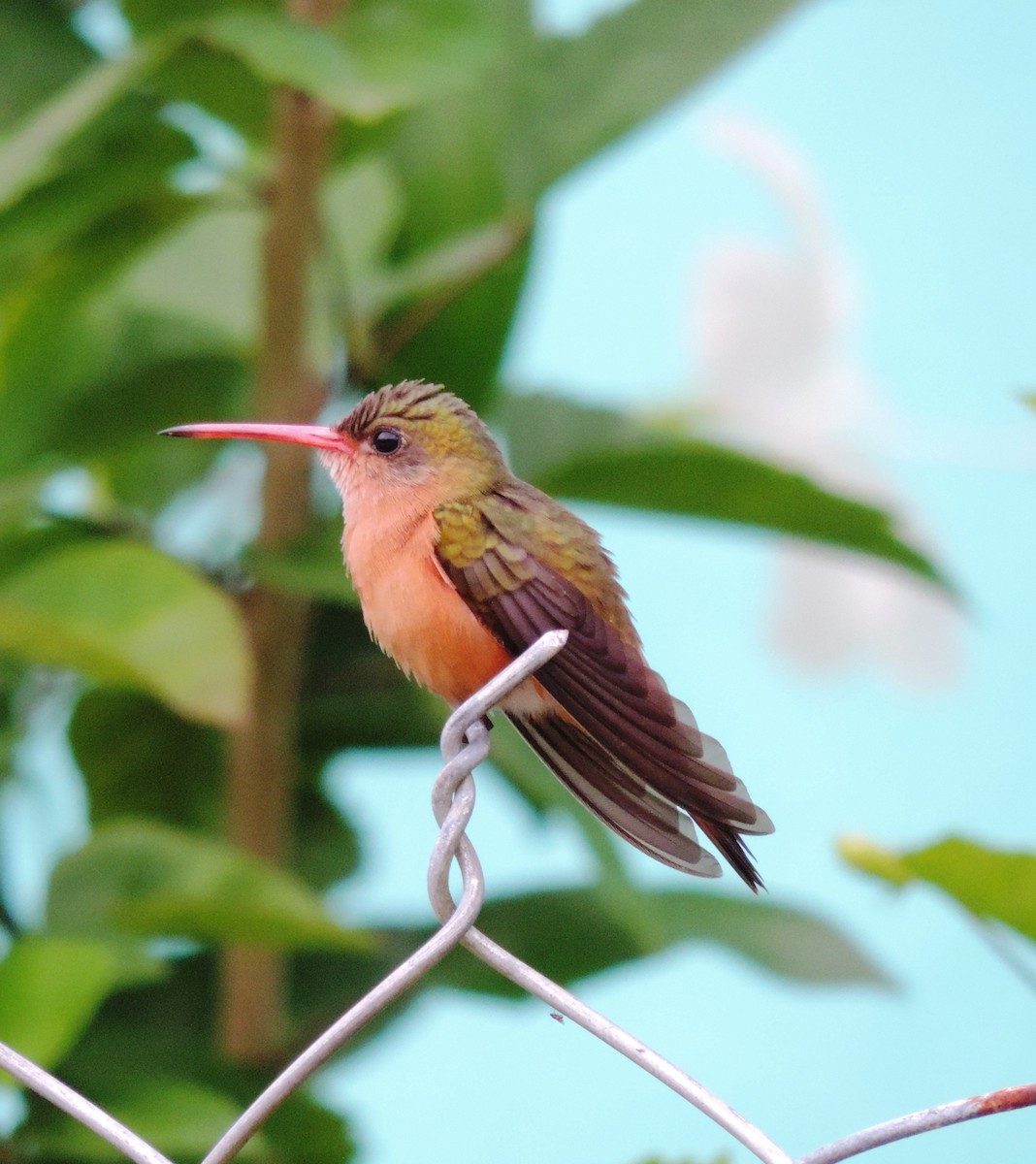 kolibřík ryšavý - ML106387661