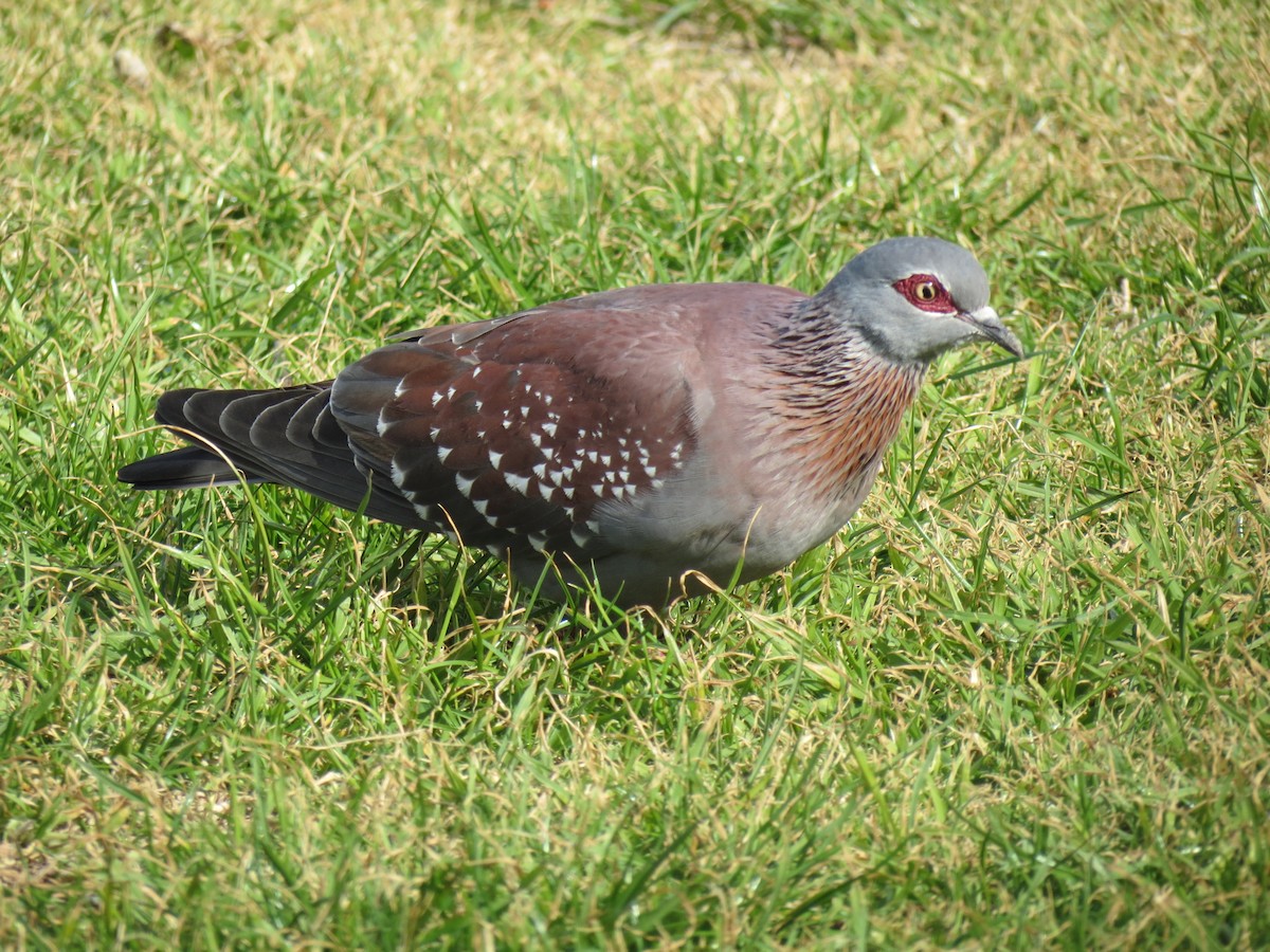 Speckled Pigeon - ML106389861