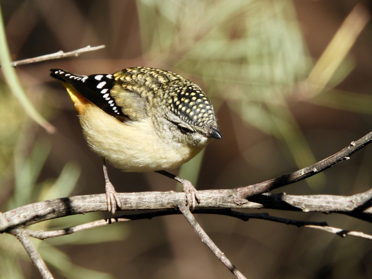 Spotted Pardalote - Anonymous