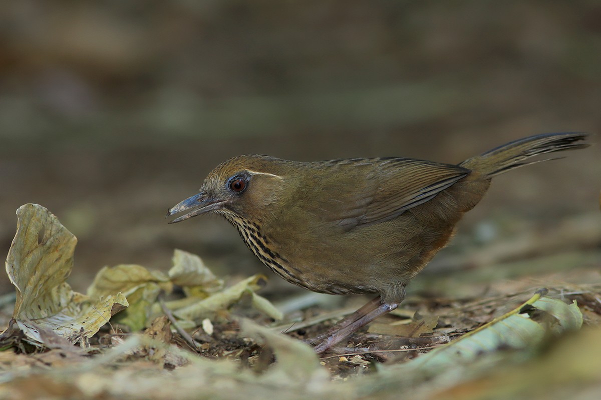 Spot-breasted Laughingthrush - ML106392361