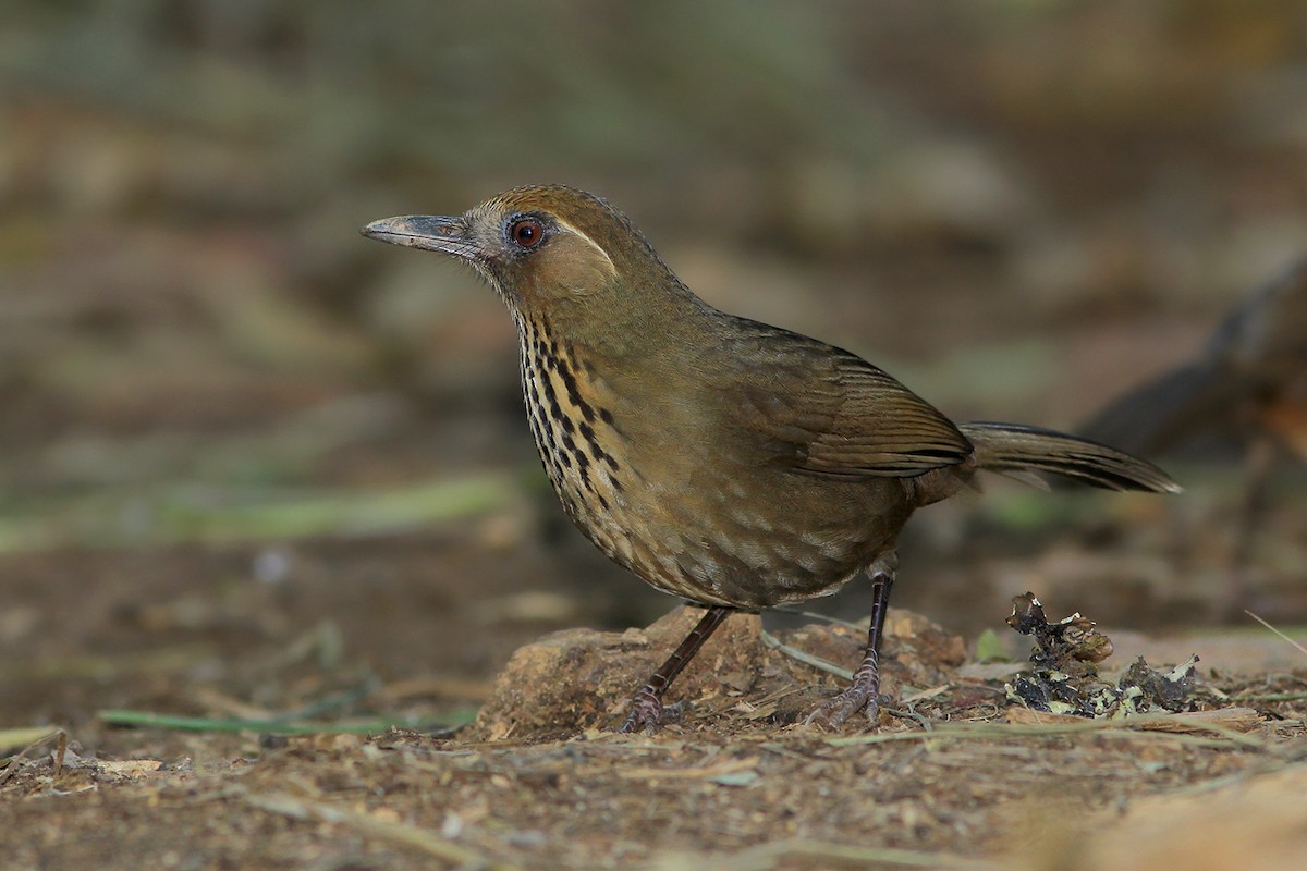 Spot-breasted Laughingthrush - ML106392381