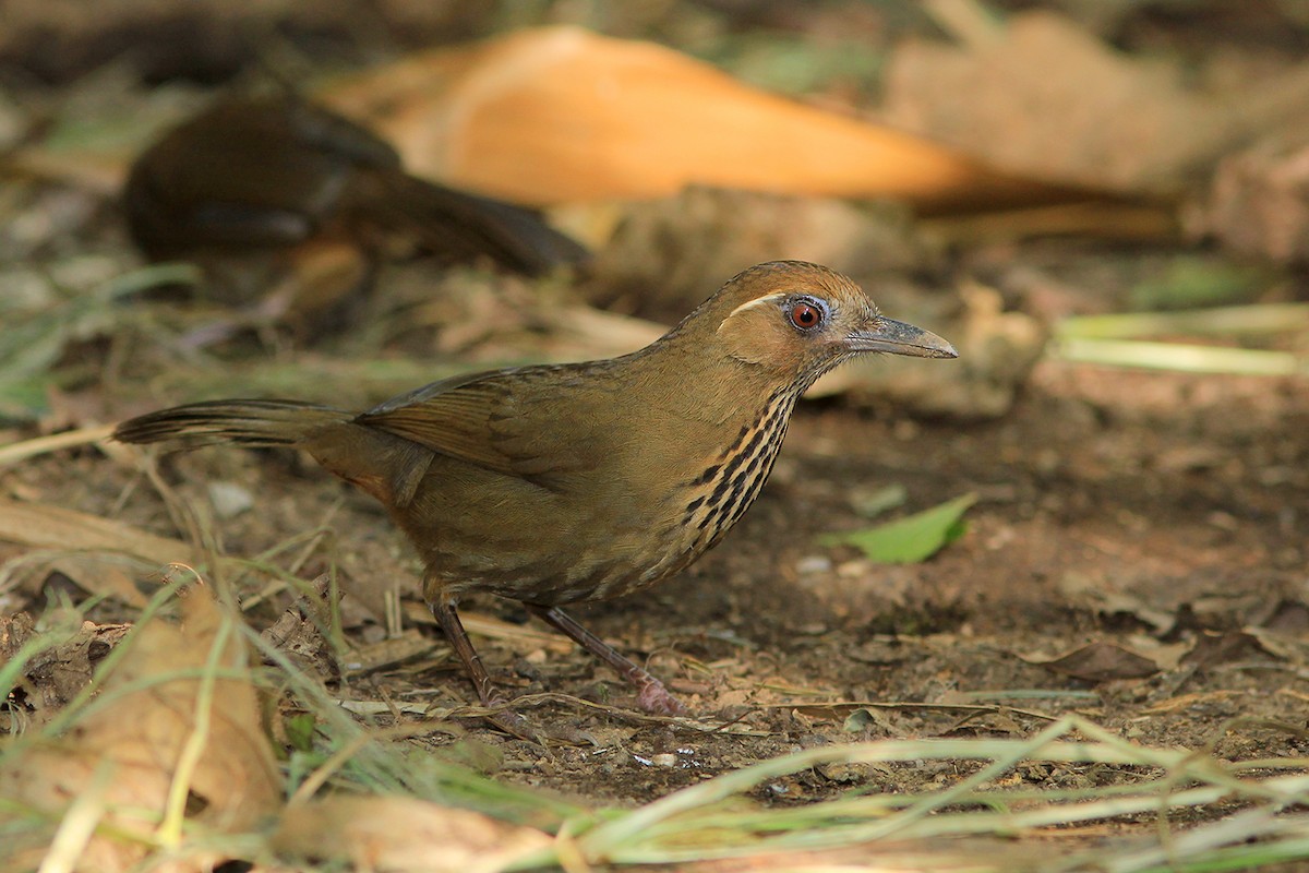 Spot-breasted Laughingthrush - ML106392401