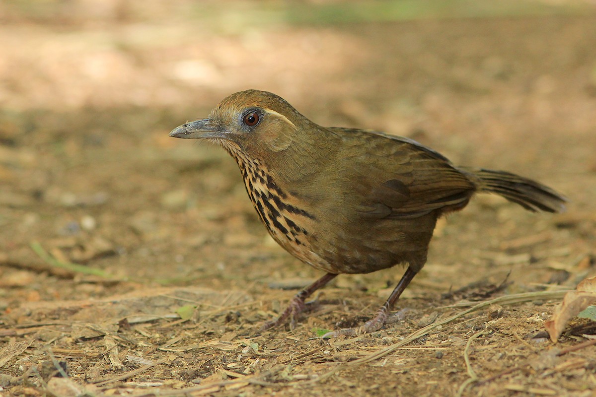 Spot-breasted Laughingthrush - ML106392411