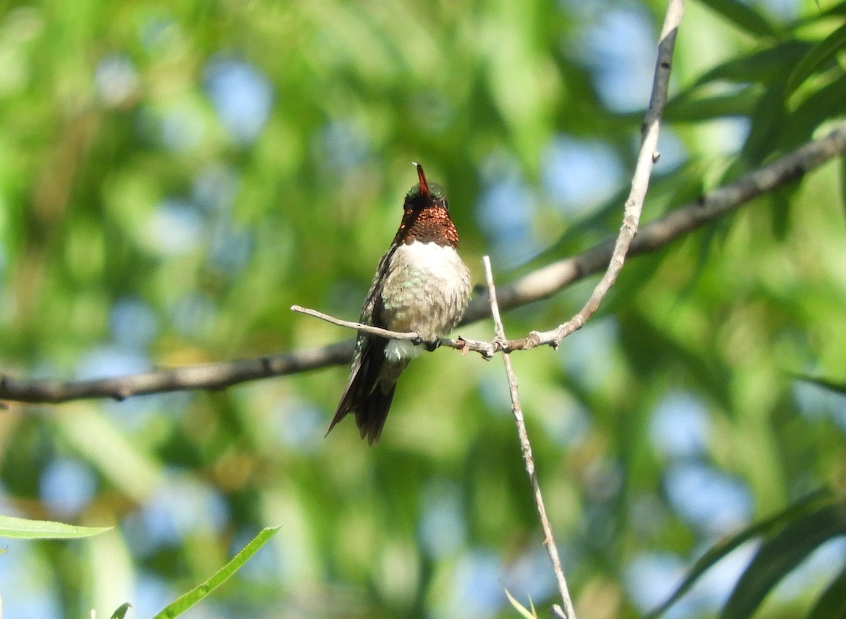 Ruby-throated Hummingbird - ML106396211
