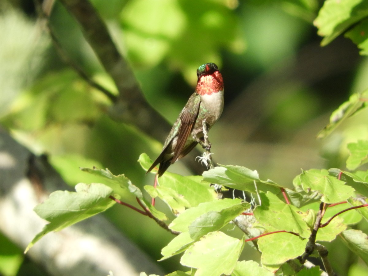 Ruby-throated Hummingbird - ML106396231