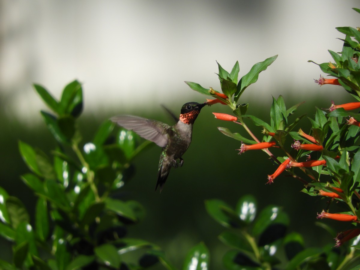 Ruby-throated Hummingbird - ML106396241