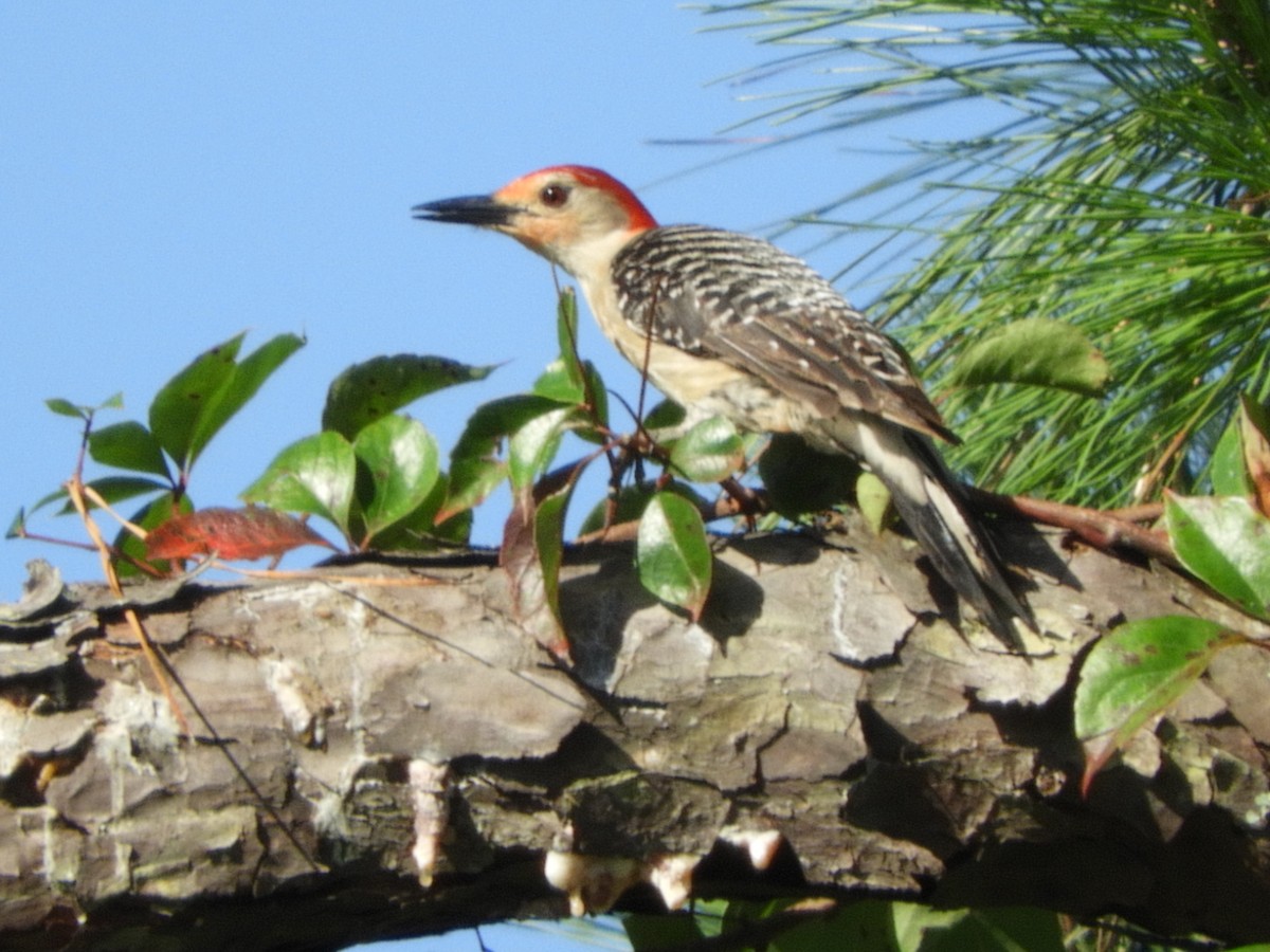 Red-bellied Woodpecker - ML106396501