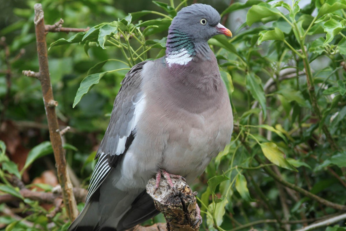 Common Wood-Pigeon - Paul Hyde