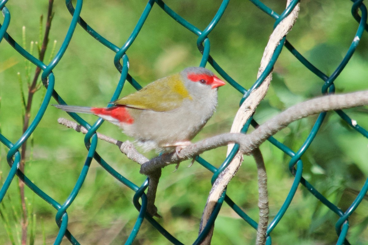 Red-browed Firetail - Rose  Wisemantel