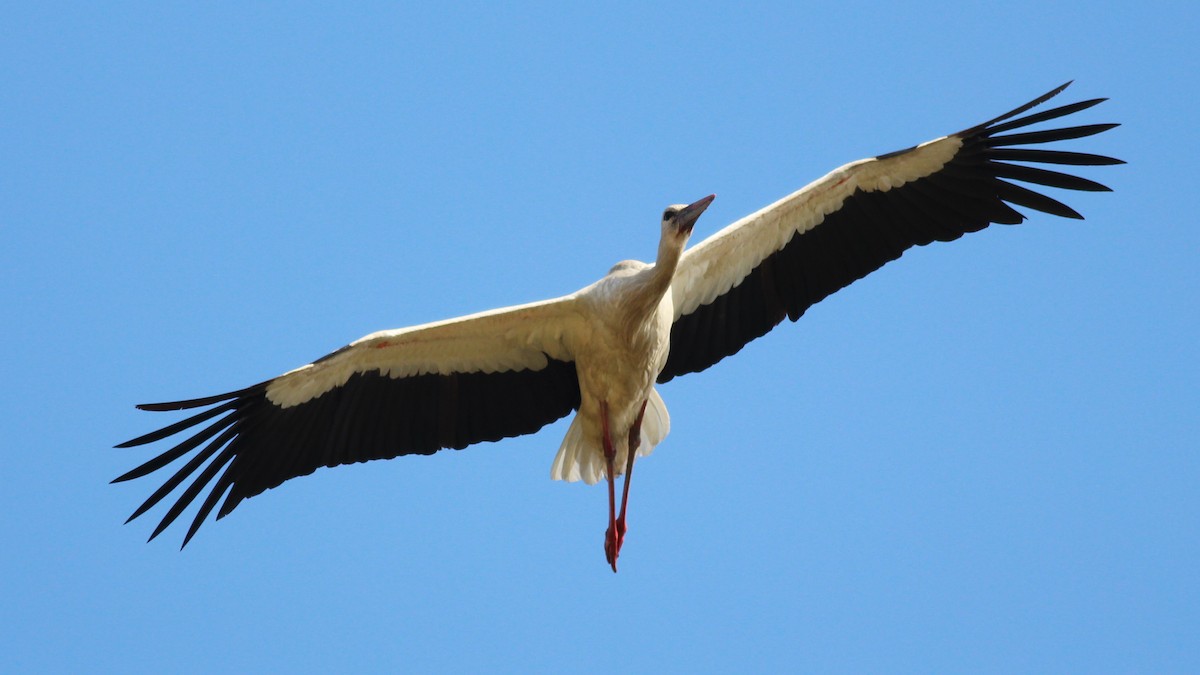 White Stork - Rui  Morgado