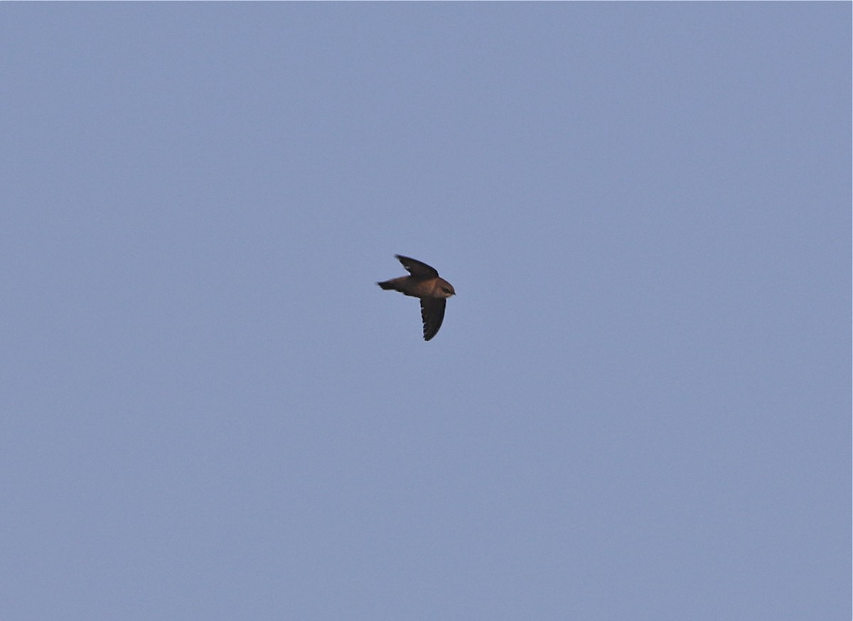 Vaux's Swift - Pair of Wing-Nuts