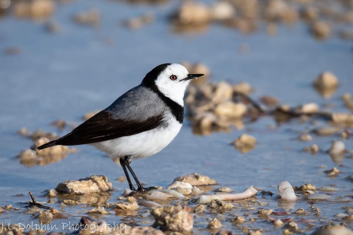 White-fronted Chat - Jamie Dolphin