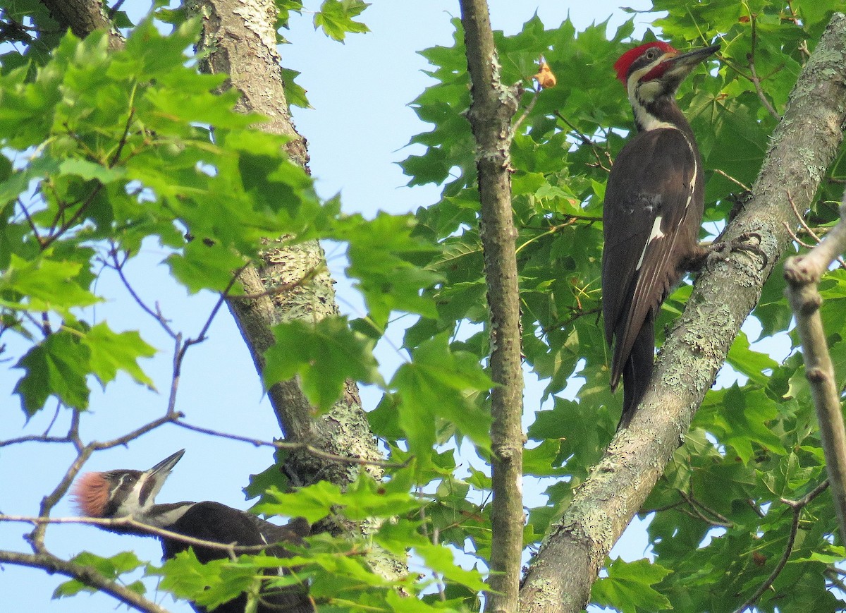 Pileated Woodpecker - ML106403431