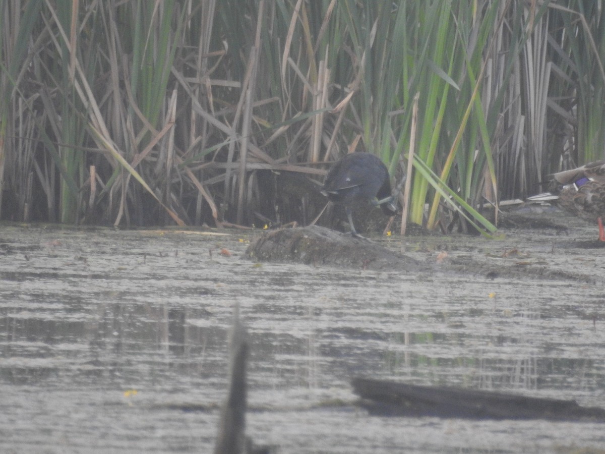 American Coot (Red-shielded) - ML106403921