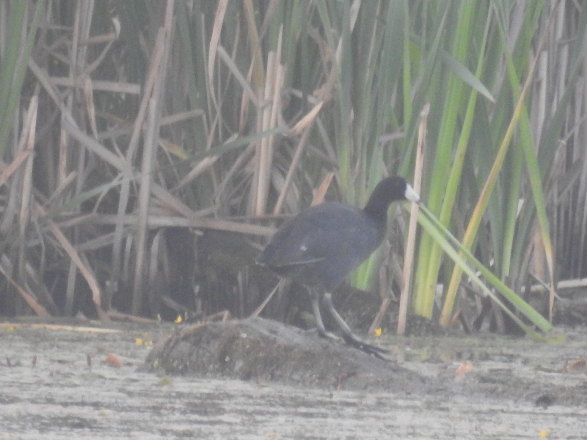 American Coot (Red-shielded) - ML106403931