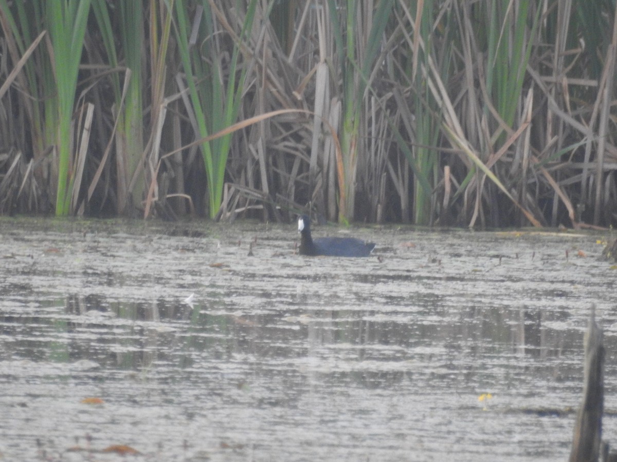 American Coot (Red-shielded) - ML106403951