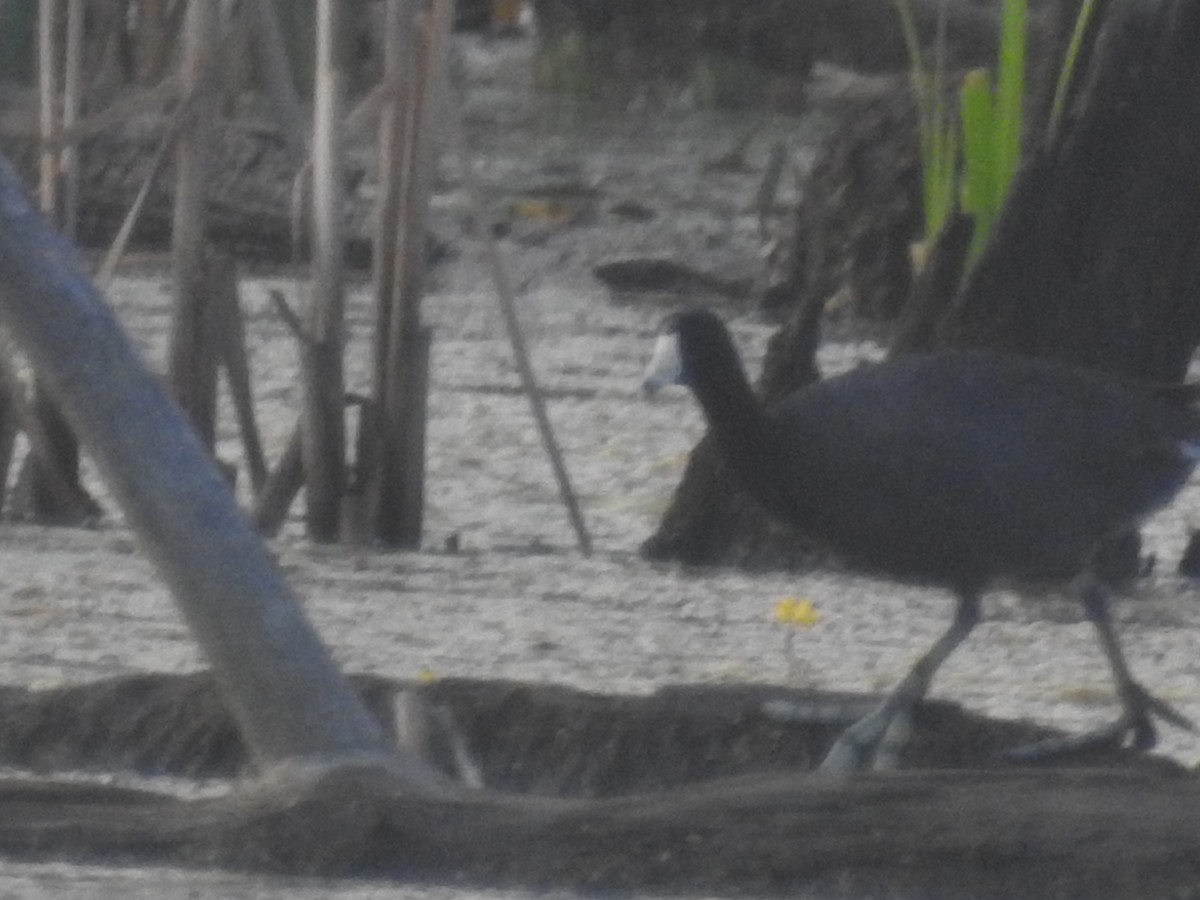 American Coot (Red-shielded) - ML106404031