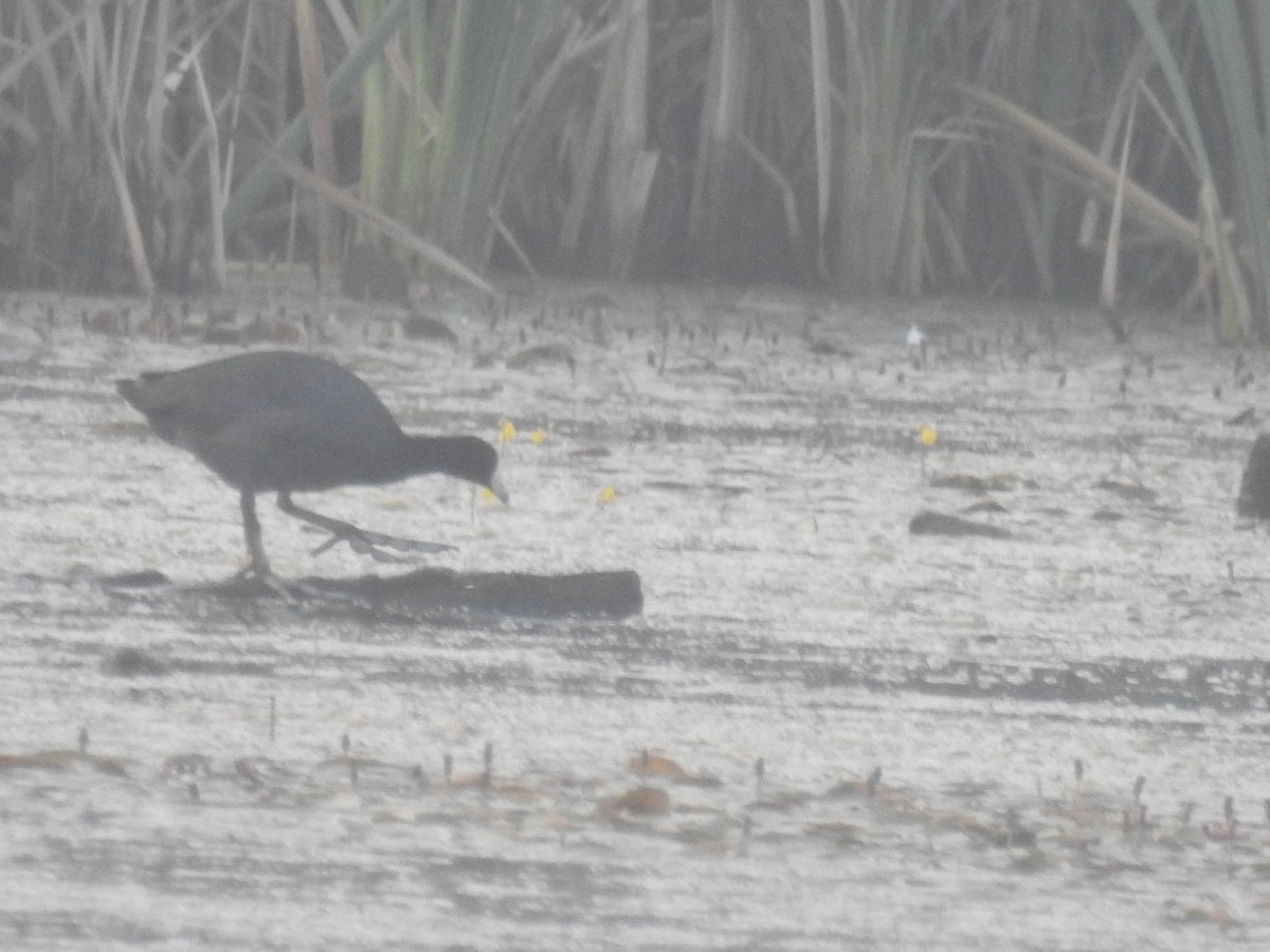 American Coot (Red-shielded) - ML106404051