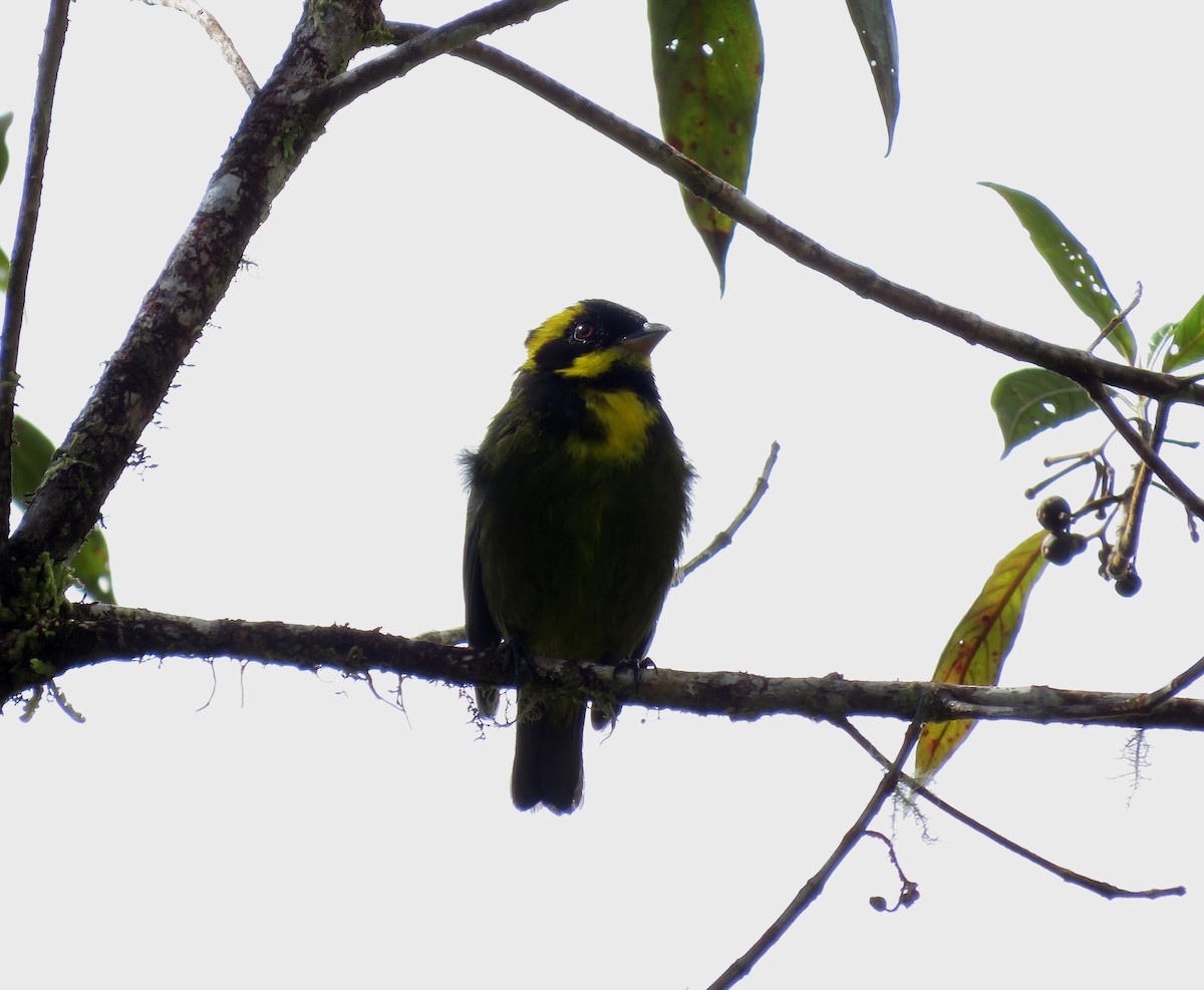 Gold-ringed Tanager - Iván Lau