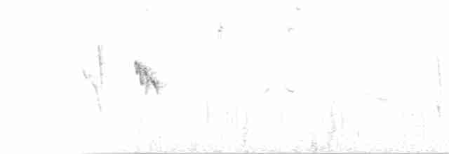 Chestnut-bellied Flowerpiercer - ML106411381